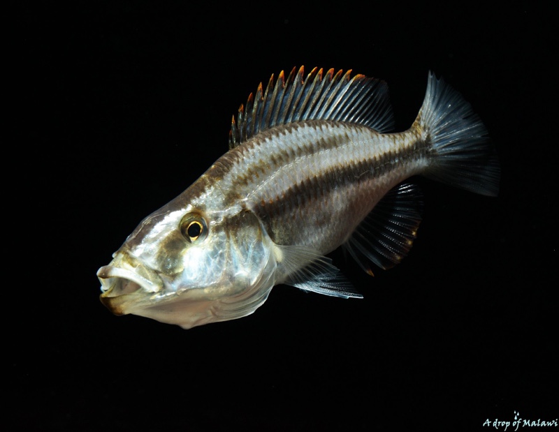 Dimidiochromis compressiceps